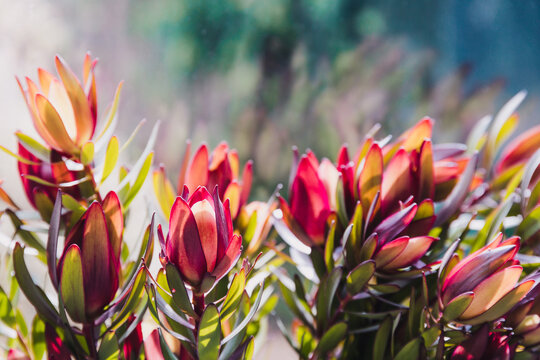 close-up of red protea flowers with sunny backyard background