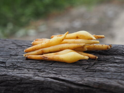 New!!Boesenbergia-rotunda-กระชาย-Fingerroot-Pure-Natural-Herb-Thailand rare item 