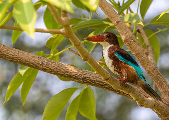Kingfisher sitting on a tree