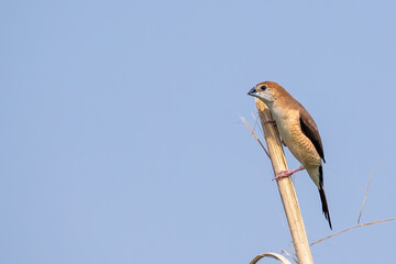 Silver bill resting on a branch