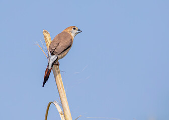 Silver Bill on a branch © YK