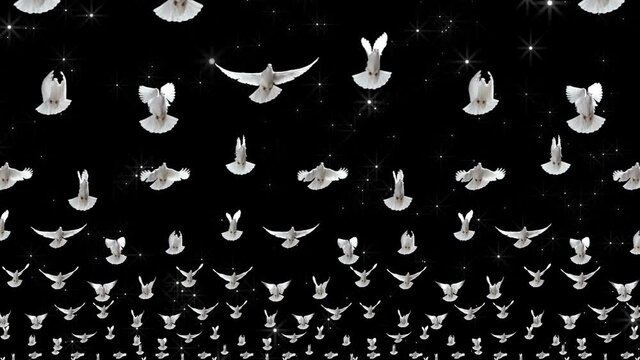Doves. Clouds of flying white doves. Video art for shows and concerts, clips and music. Bird flight animation.