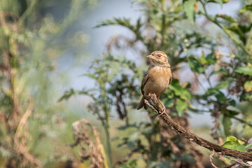 Bengal Bush Lark on a tree