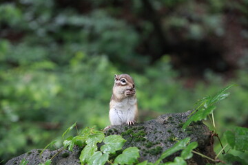 squirrel on the tree