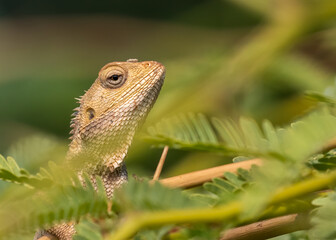 Chameleon sitting on a tree
