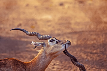 Male impala antelope