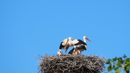 cuatro pequeñas cigüeñas acompañadas de su progenitor en el nido que ya se les queda pequeño...