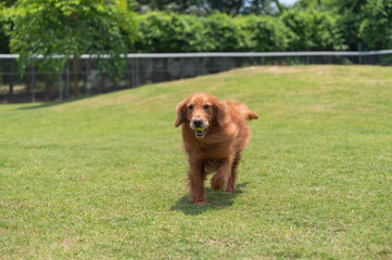 Golden Retriever playing on the grass with a toy in its mouth