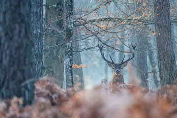 Cerf forêt de Fontainebleau