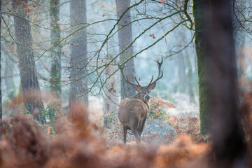 Cerf forêt de Fontainebleau