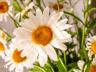 daisy flower