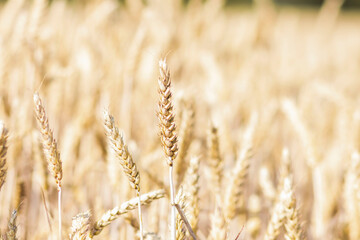 Fototapeta premium Beautiful yellow wheat grows in the field. Wheat season in summer