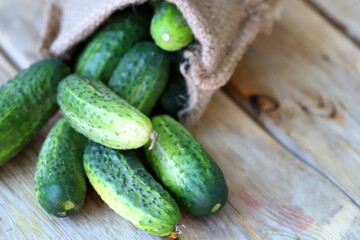 Fresh cucumbers in a bag on a wooden surface. Organic vegetables. Harvest of cucumbers.