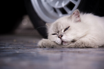Cute persian cat lying on the floor