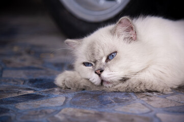 Cute persian cat lying on the floor