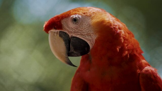 Macro shot of red macaw Ara parrot starring at camera during sunny day. Detail shot of orange red feathers.