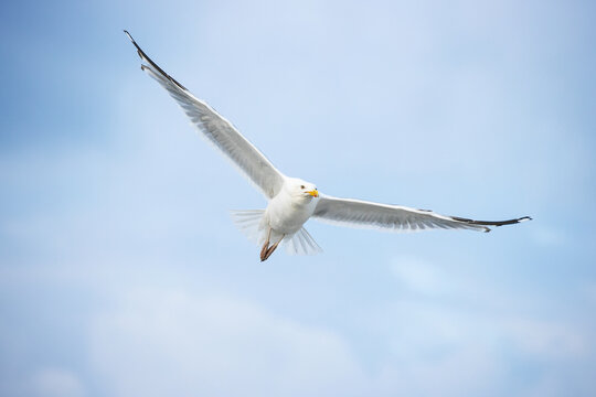 M&ouml;we im Anflug 