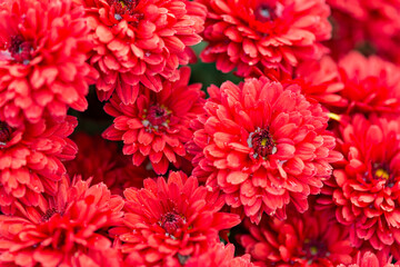 Abstract background of red flowers. Close up