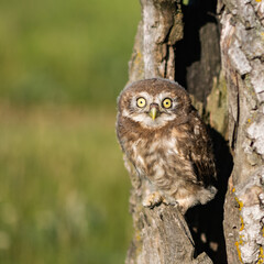 Little Owl, Athene noctua. Portrait owlet bird in the nature habitat