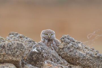 Little owl Athene noctua sitting on a stone and looks forward