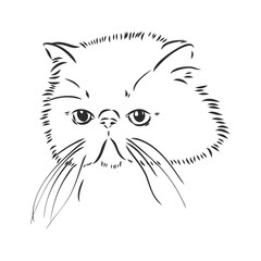Hand drawing Persian cat vector version persian cat vector