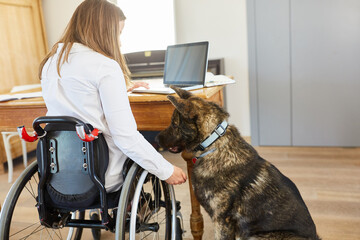 Woman in wheelchair with assistance dog at desk at home
