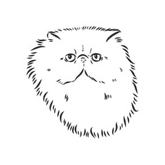Hand drawing Persian cat vector version persian cat vector