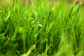 Lawn grass is shot close-up