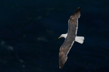 Great Black-backed Gull (Larus marinus) flying along the coast of Skomer Island in Pembrokeshire, Wales, United Kingdom.