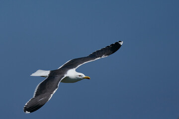 Lesser Black-backed Gull (Larus fuscus) flying along the coast of Skomer Island in Pembrokeshire, Wales, United Kingdom. © JeremyRichards