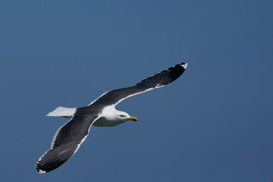 Lesser Black-backed Gull (Larus fuscus) flying along the coast of Skomer Island in Pembrokeshire, Wales, United Kingdom.