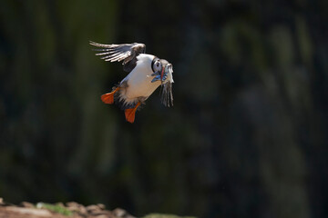Atlantic puffin (Fratercula arctica) coming in to land on Skomer Island with a beak full of freshly caught sand eels. Pembrokeshire, Wales, United Kingdom