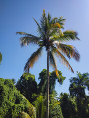 Green coconut palm tree against the background of other trees and the blue sky of the Dominican Republic.