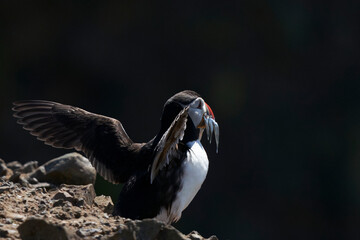 Atlantic puffin (Fratercula arctica) carrying small fish in its beak to feed its chick on Skomer Island off the coast of Pembrokeshire in Wales, United Kingdom