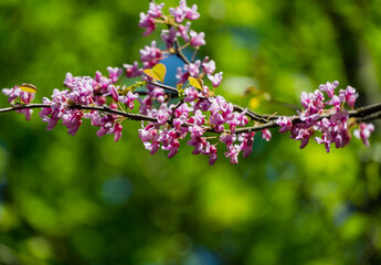 Obraz premium Close-up of purple spring blossom of Eastern Redbud, or Eastern Redbud Cercis canadensis in sunny day. Selective focus. Nature concept for design.