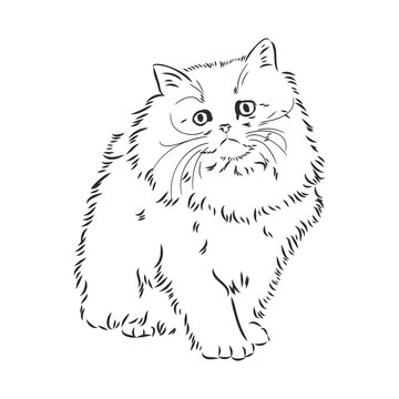 Hand drawing Persian cat vector version persian cat vector