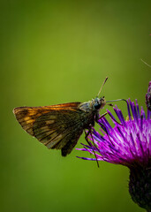 butterfly on thistle