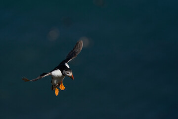 Atlantic puffin (Fratercula arctica) coming in to land on Skomer Island in Pembrokeshire in Wales, United Kingdom