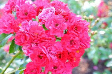 Pink flowers. Plants. Suitable for background