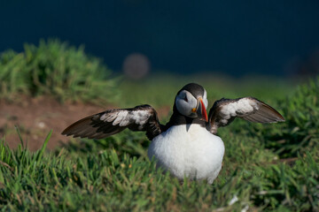 Puffin (Fratercula arctica) rearranging its feathers after landing on Skomer Island off the coast of Pembrokeshire in Wales, United Kingdom
