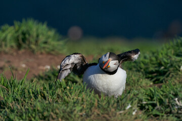 Puffin (Fratercula arctica) rearranging its feathers after landing on Skomer Island off the coast of Pembrokeshire in Wales, United Kingdom