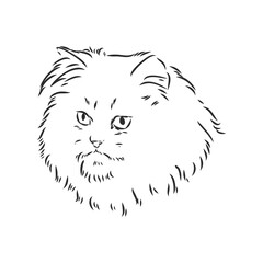 Hand drawing Persian cat vector version persian cat vector