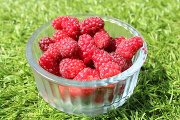 Freshly picked organic tayberries in a glass ramekin on a green background. Delicious healthy hybrid fruits concept  - obrazy, fototapety, plakaty