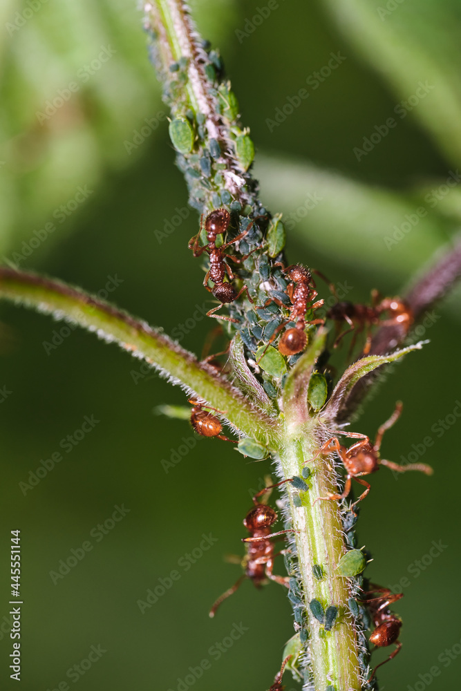 Wall mural Vertical shot of ants on a green plant stem under sunlight