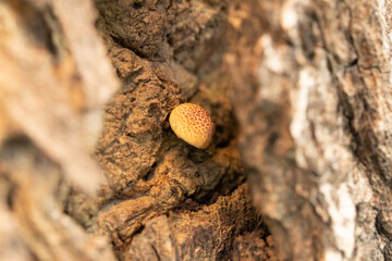 Mushrooms growing on trees.