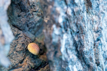 Mushrooms growing on trees.
