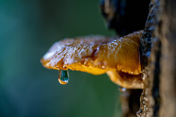 Mushrooms growing on trees.