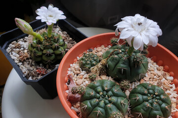 Top view blooming flowers on Gymnocalycium Cactus close up.