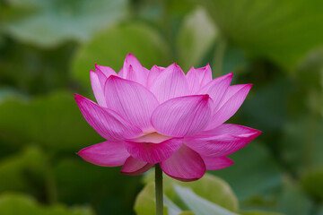 Obraz premium closeup aancient lotus flower