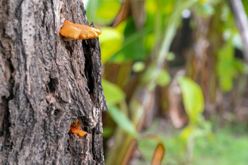 Mushrooms growing on trees.